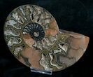 Beautiful Black Ammonite - Inches (Half) #4539-1